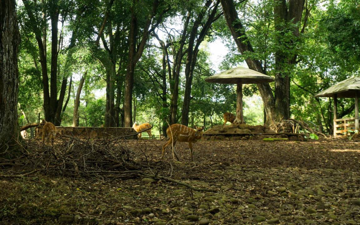 Photo of Others in Ragunan