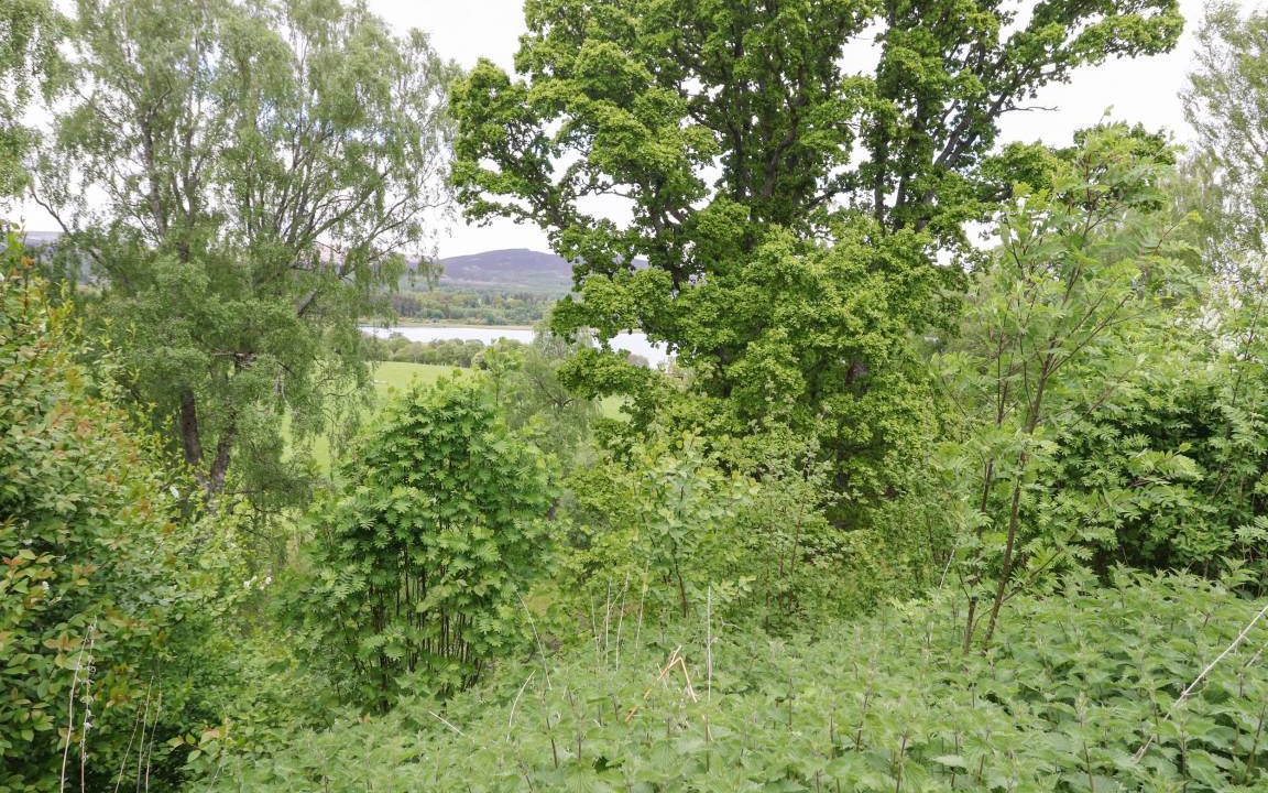 Photo of Others in Kingussie