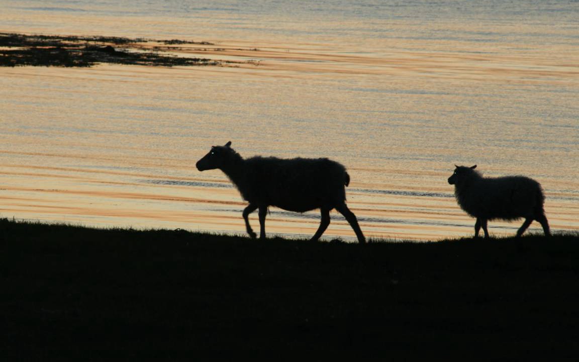 Photo of Others in Westfjords