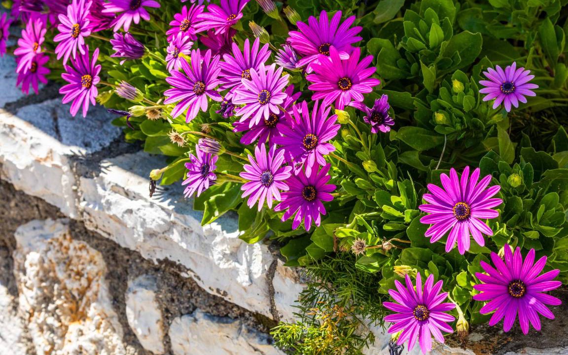 Photo of Others in Agios Stefanos
