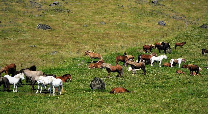 Photo of Others in Eyvindarholar