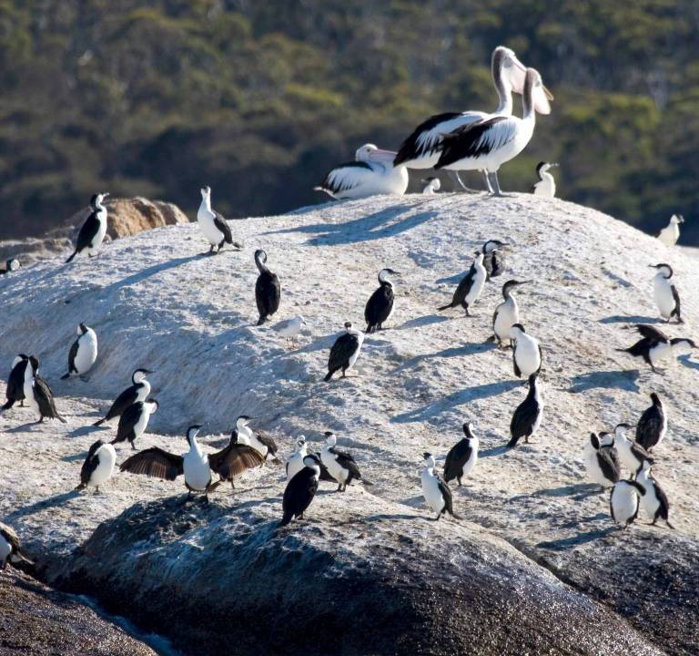 Photo of Others in Coles Bay