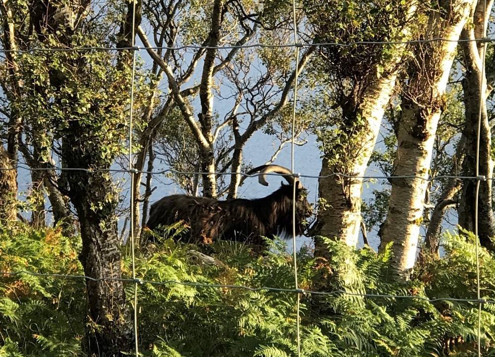Photo of Others in Diabaig