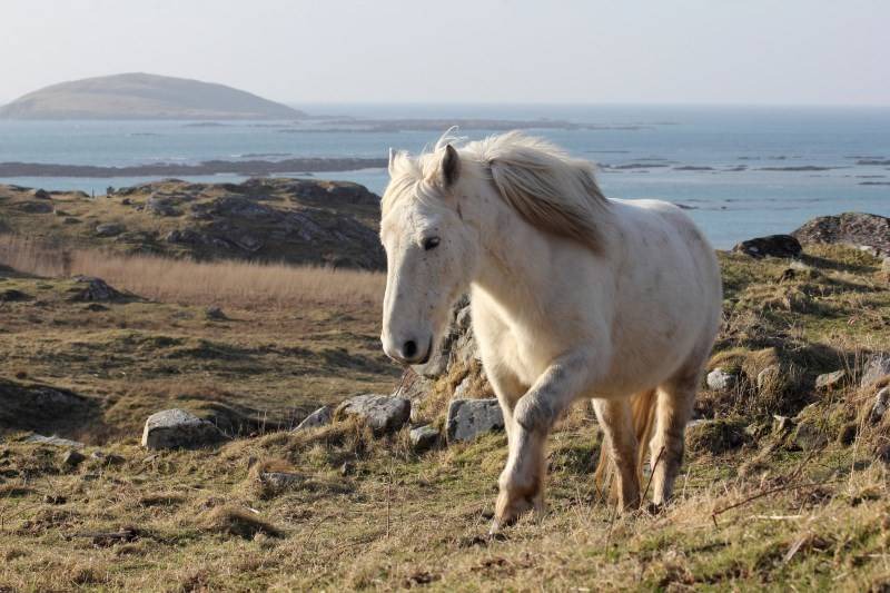 Photo of Others in Eriskay