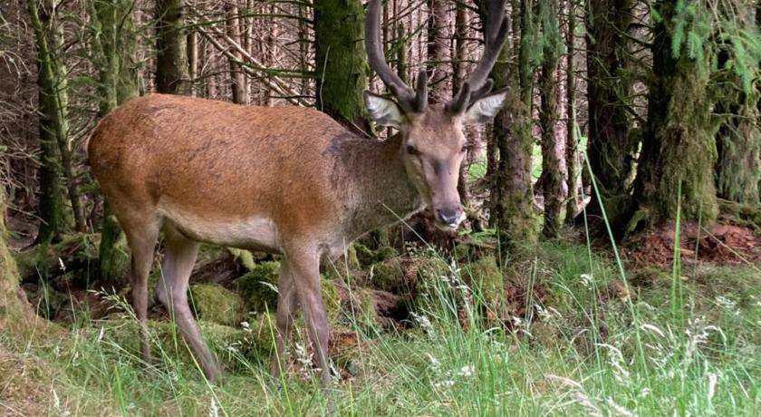 Photo of Others in Spean Bridge