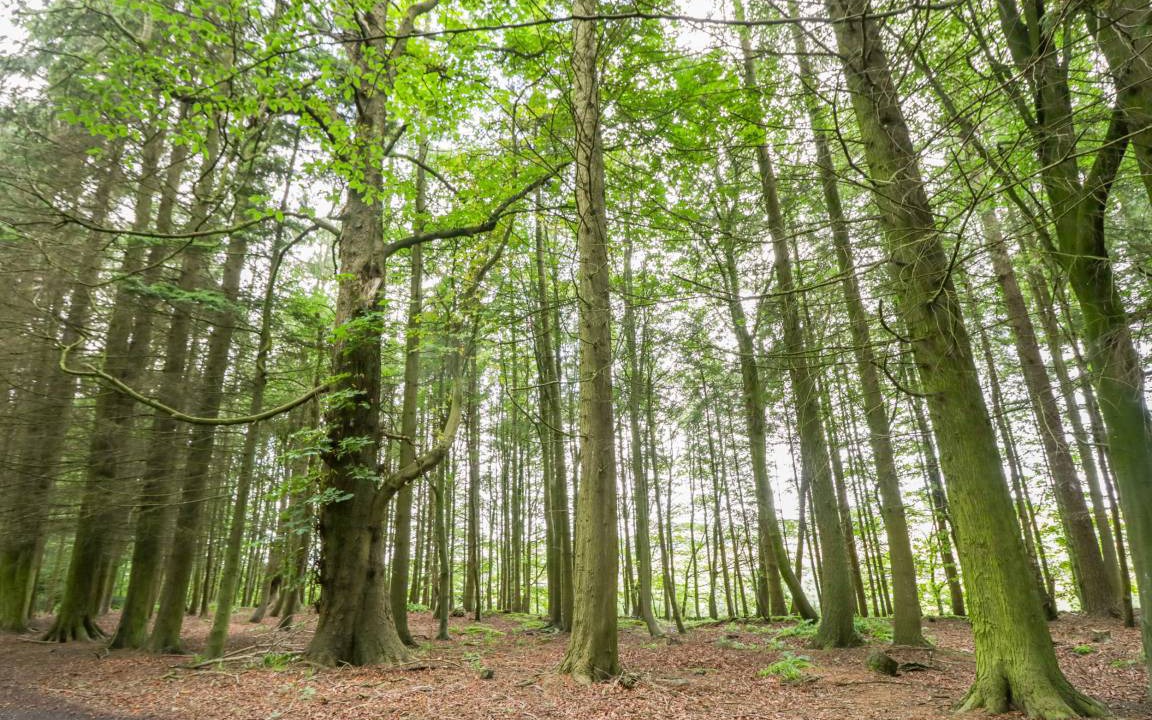 Photo of Others in Forfar