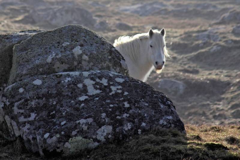 Photo of Others in Eriskay
