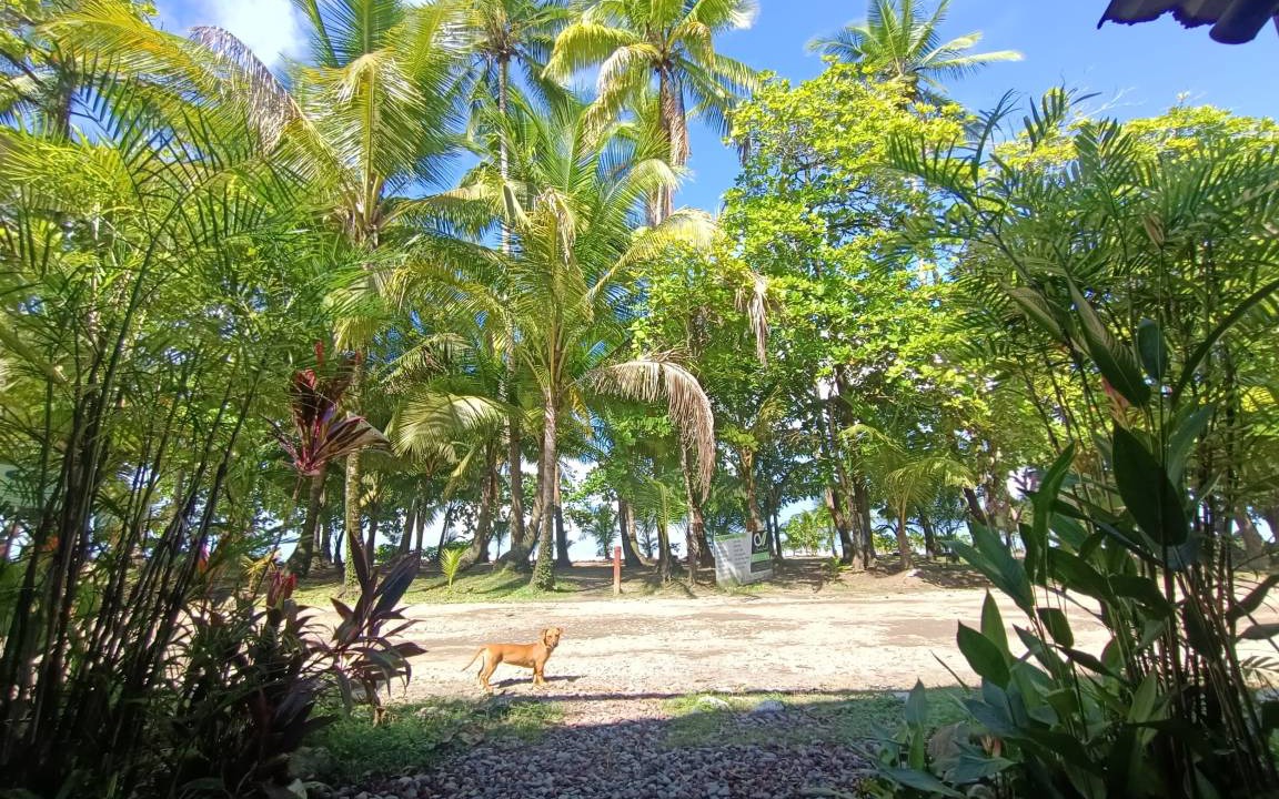 Photo of Others in Dominical
