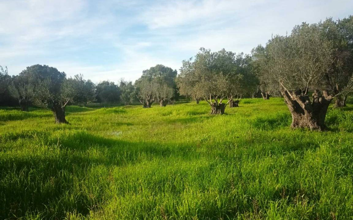 Photo of Others in Sarlata
