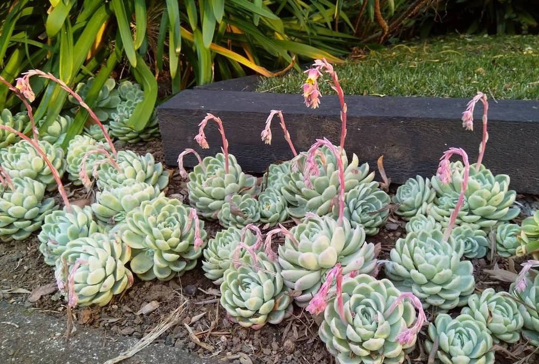 Photo of Others in Mount Wellington
