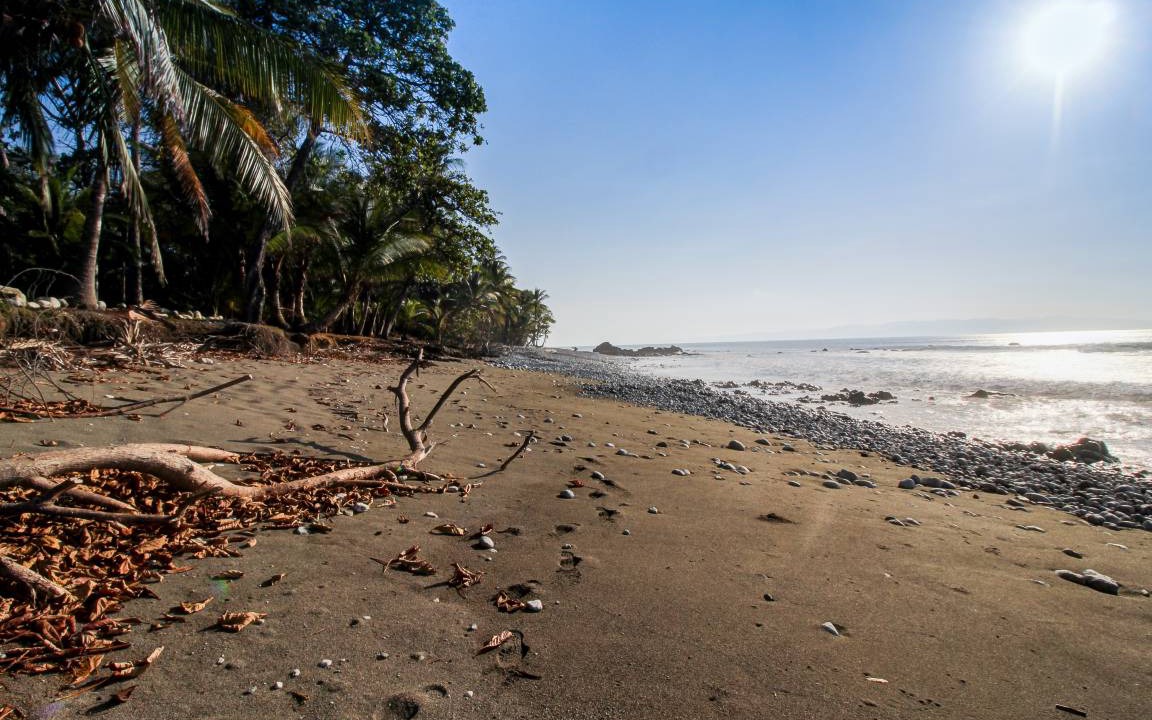 Photo of Others in Cabo Matapalo