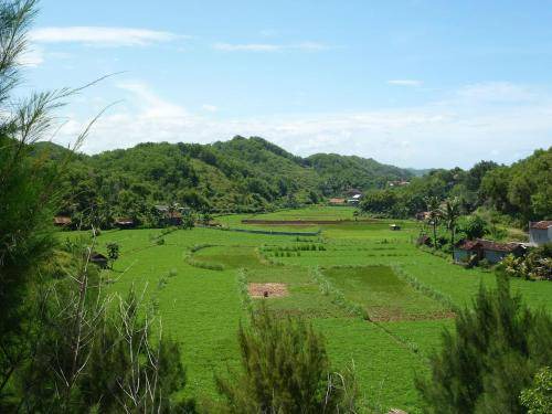Photo of Others in Wonosari