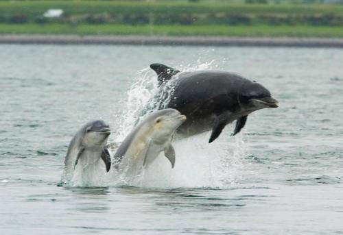 Photo of Others in Rosemarkie