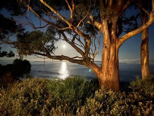 Photo of Others in Taroona
