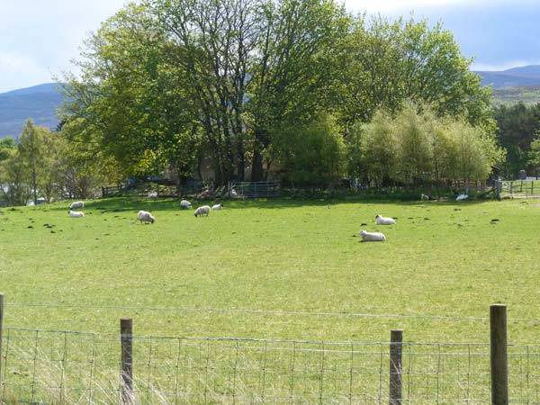 Photo of Others in Newtonmore