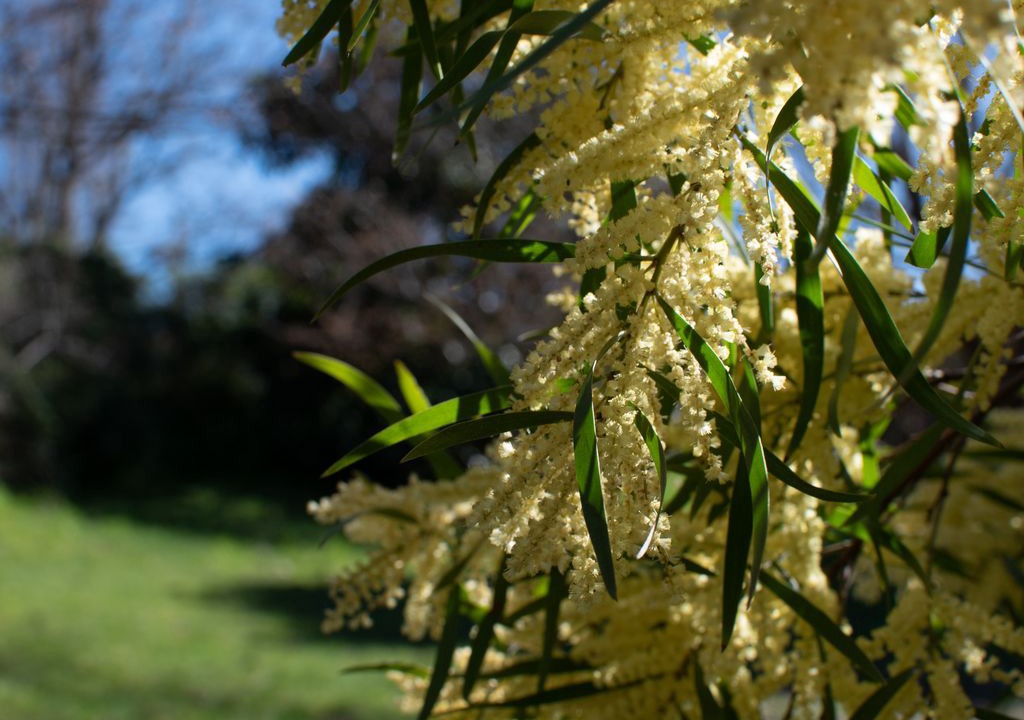 Photo of Outdoor in Kings Meadows