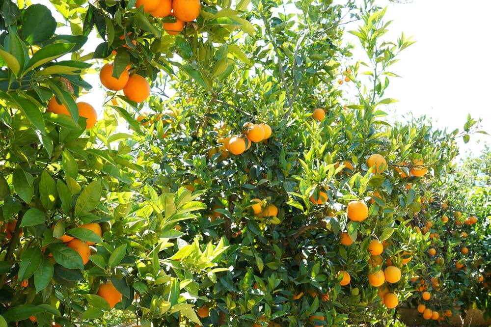 Photo of Outdoor in Agia
