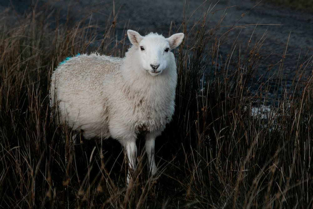 Photo of Others in Colbost