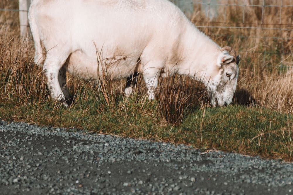 Photo of Outdoor in Colbost