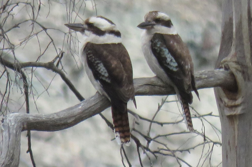 Photo of Others in Abels Bay