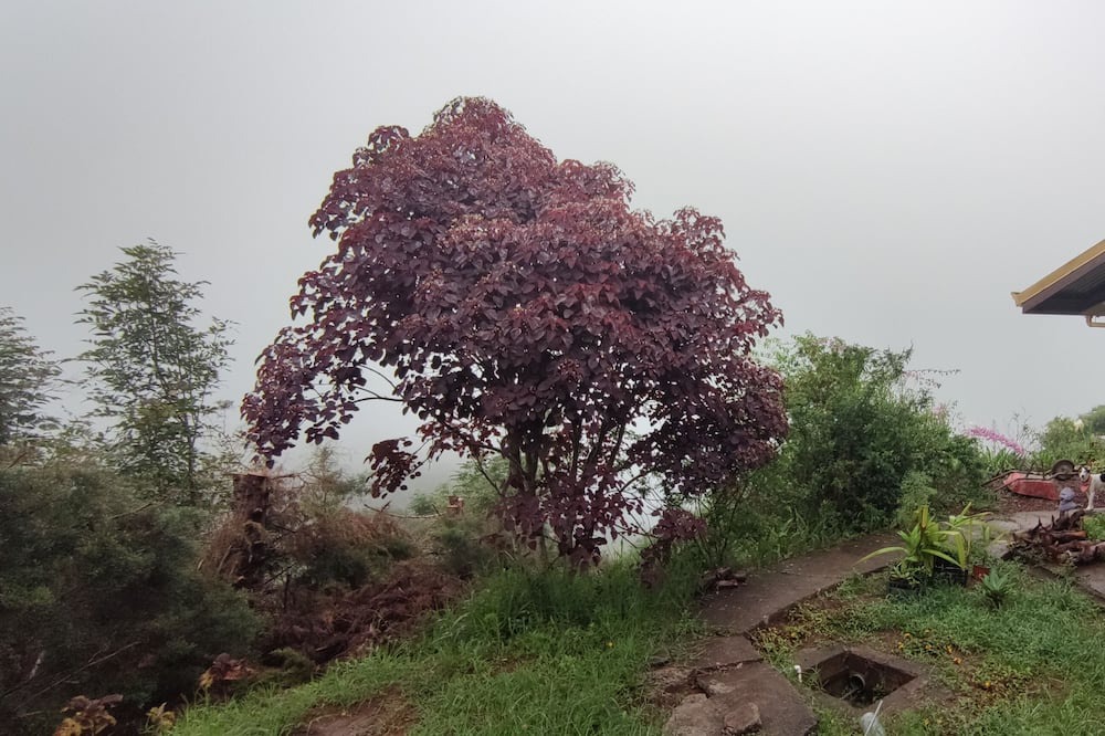 Photo of Outdoor in Roble