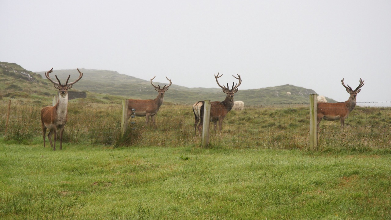 Photo of Outdoor in Colbost