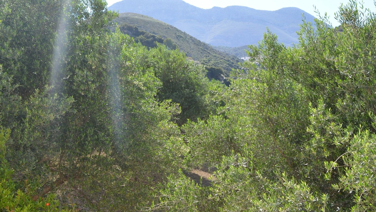 Photo of Others in Sarkhos