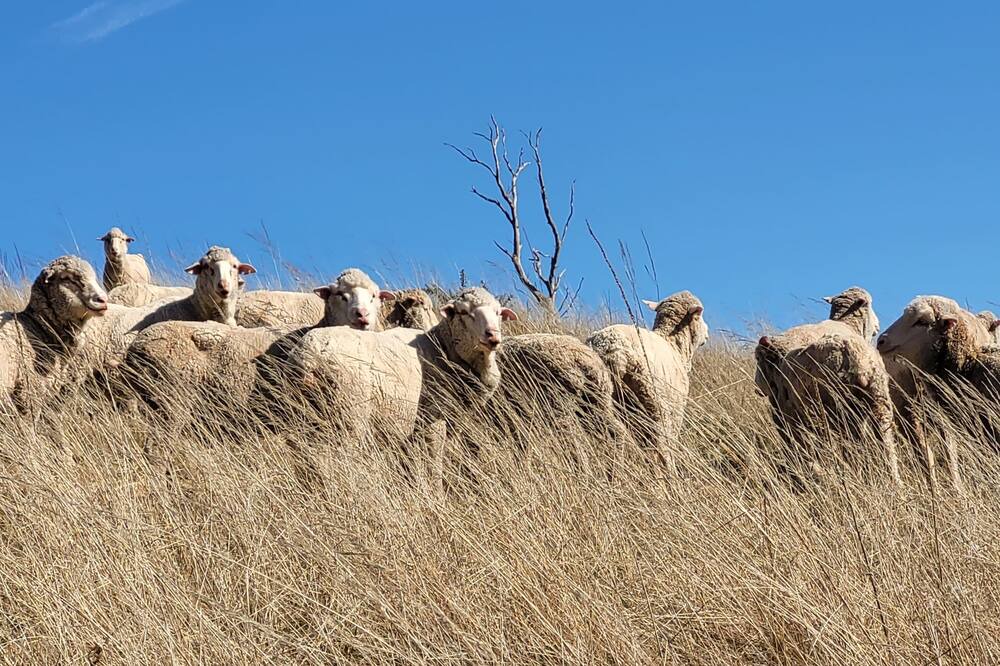 Photo of Others in Kempton