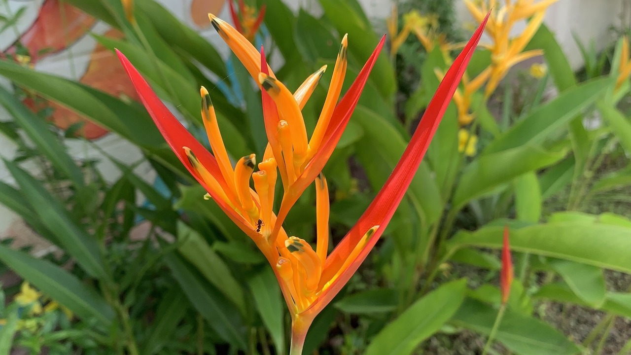 Photo of Outdoor in Barranca