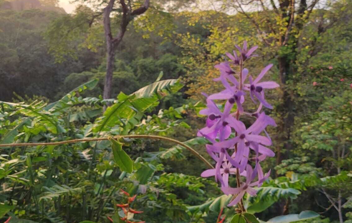 Photo of Outdoor in Rivas