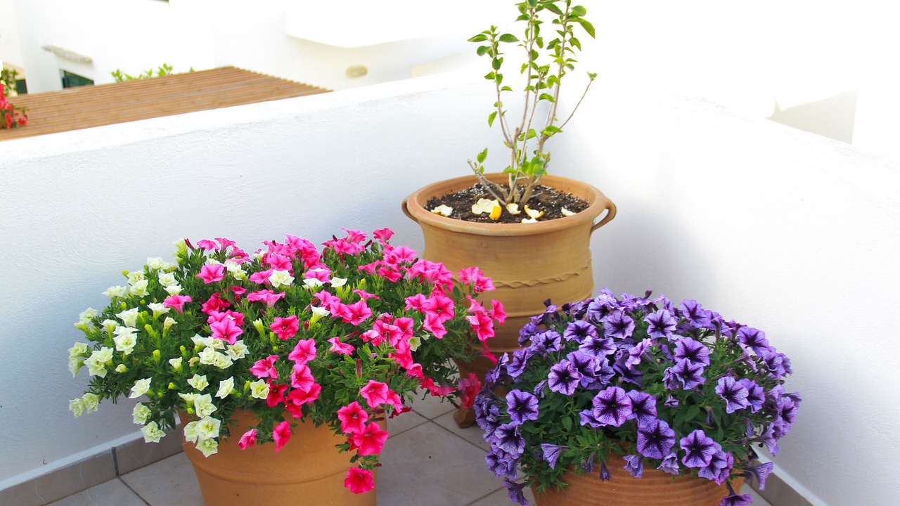 Photo of Patio Balcony in Adele