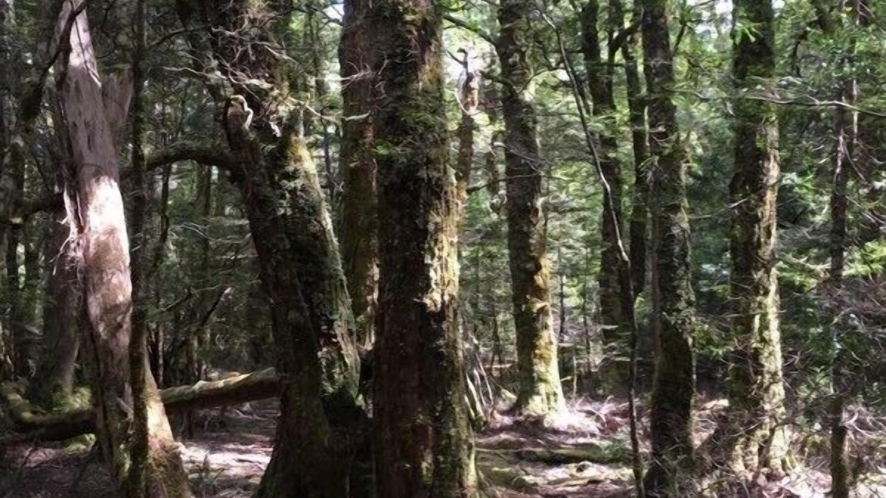 Photo of Outdoor in Bronte Park
