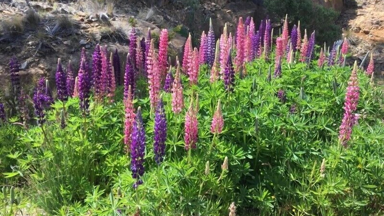 Photo of Outdoor in Bronte Park