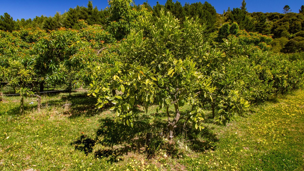 Photo of Outdoor in Takaka