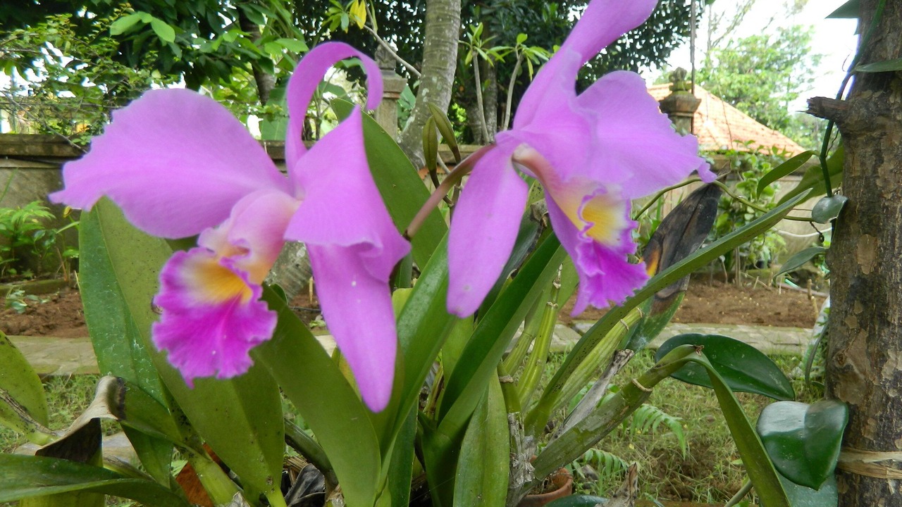 Photo of Outdoor in Sukasada