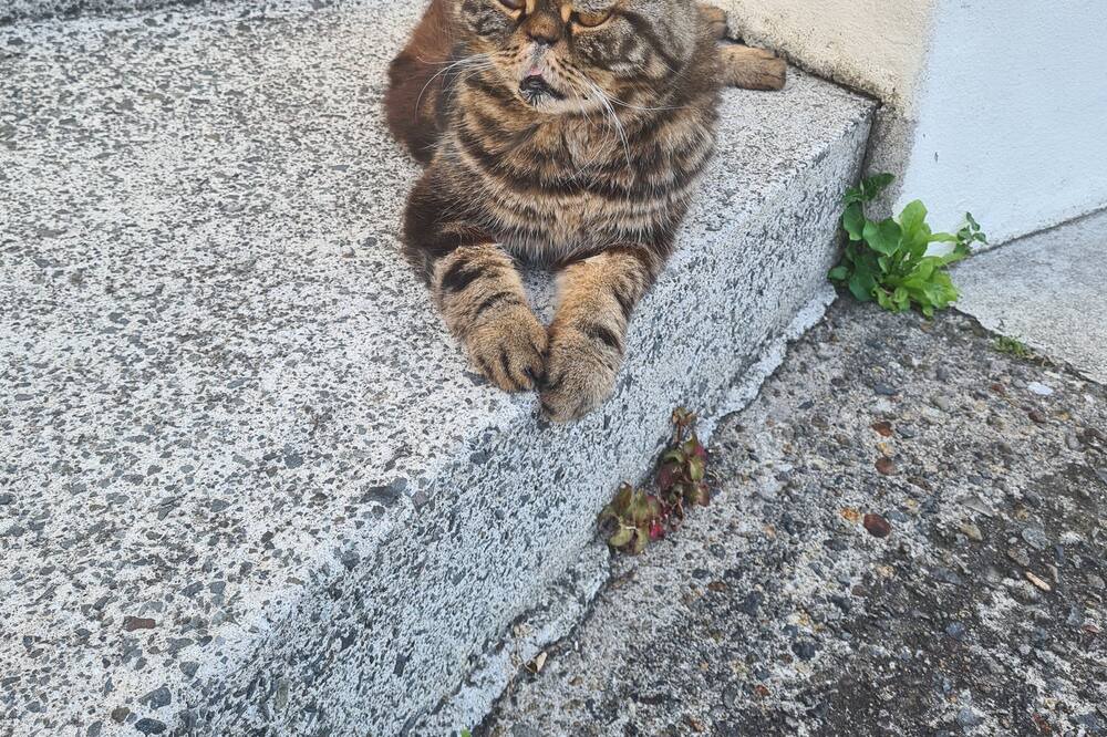 Photo of Outdoor in Tauranga South