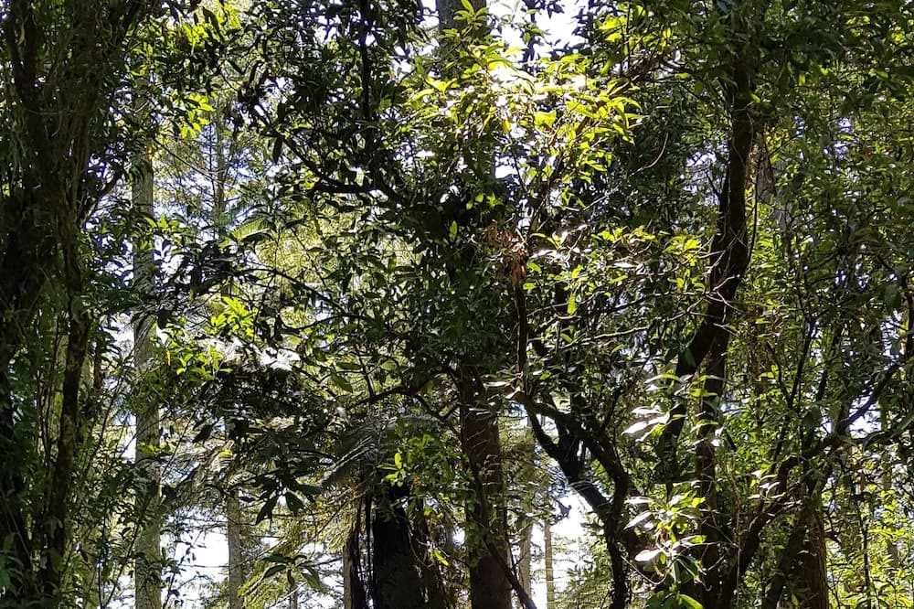 Photo of Outdoor in Rotorua