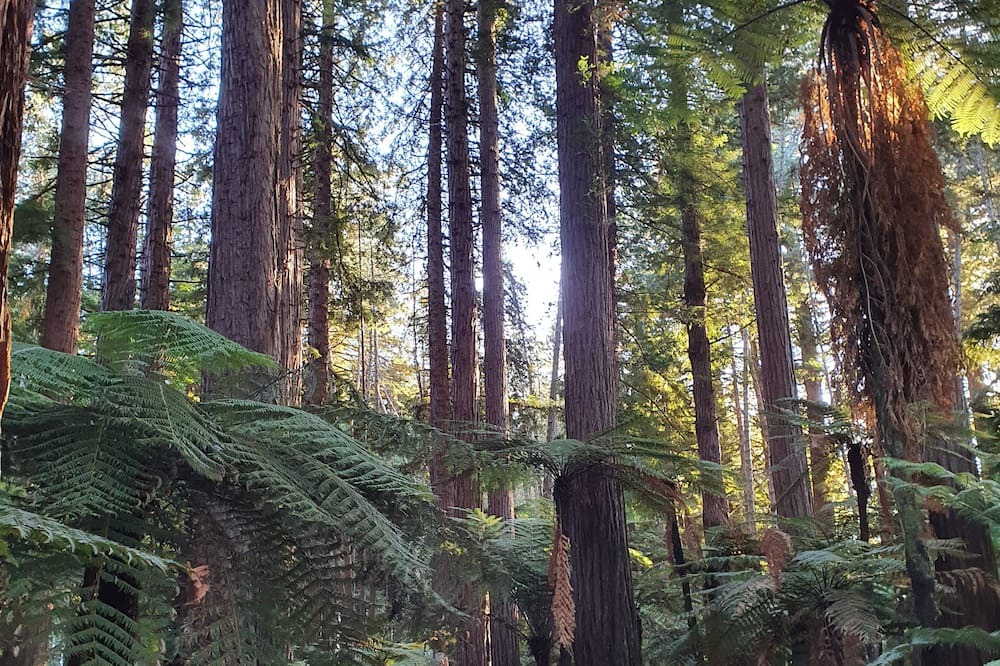 Photo of Outdoor in Rotorua