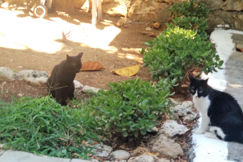 Photo of Outdoor in Kiparissia