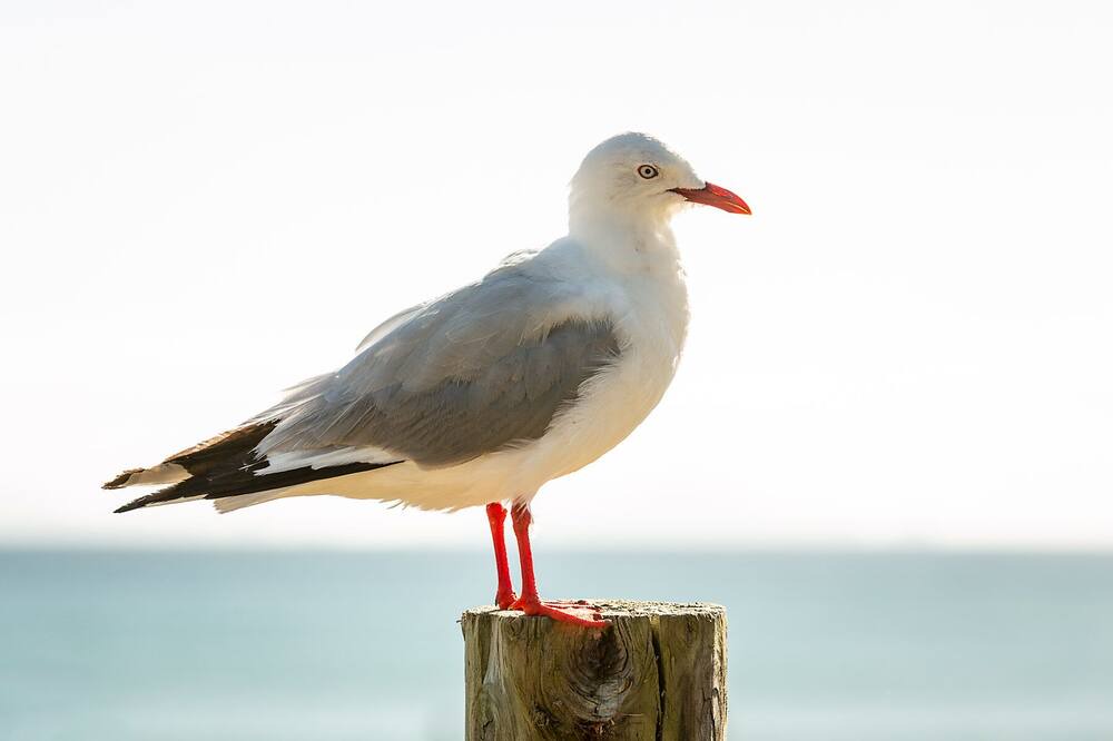 Photo of Others in Matapouri