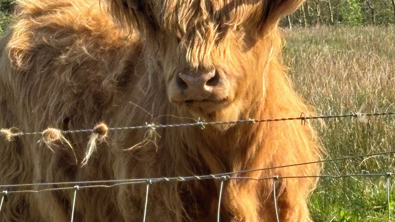 Photo of Others in Blair Atholl