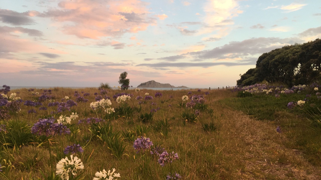 Photo of Outdoor in Waimarama