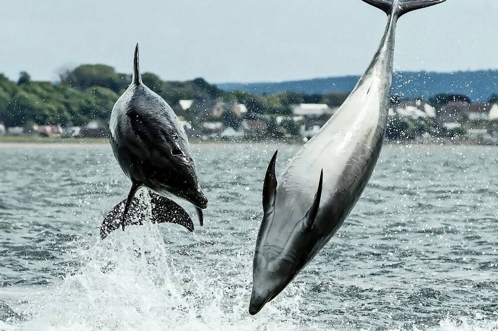 Photo of Others in Fortrose