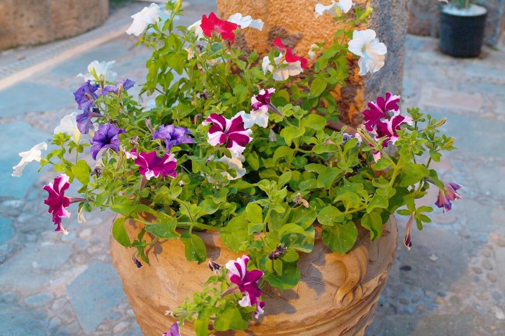 Photo of Outdoor in Malia