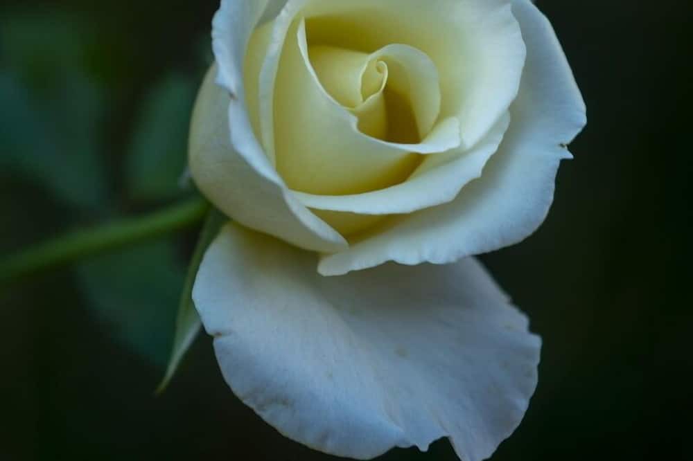 Photo of Outdoor in Roda