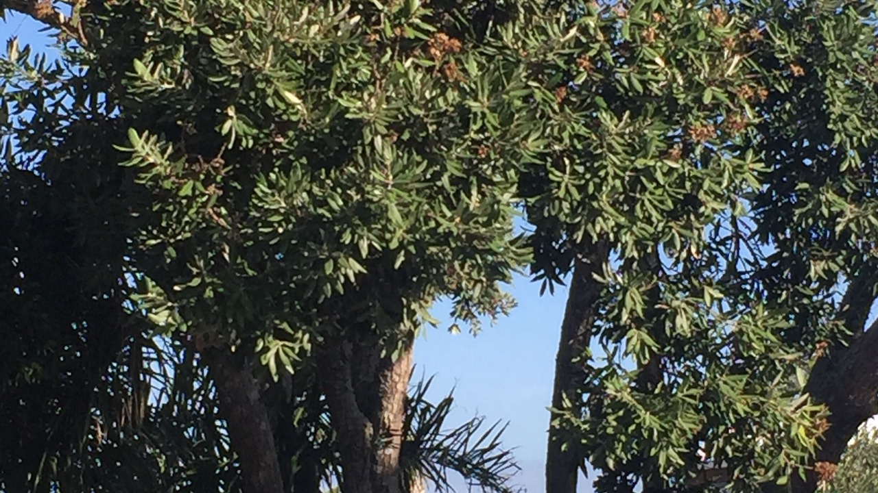 Photo of Outdoor in Bucklands Beach