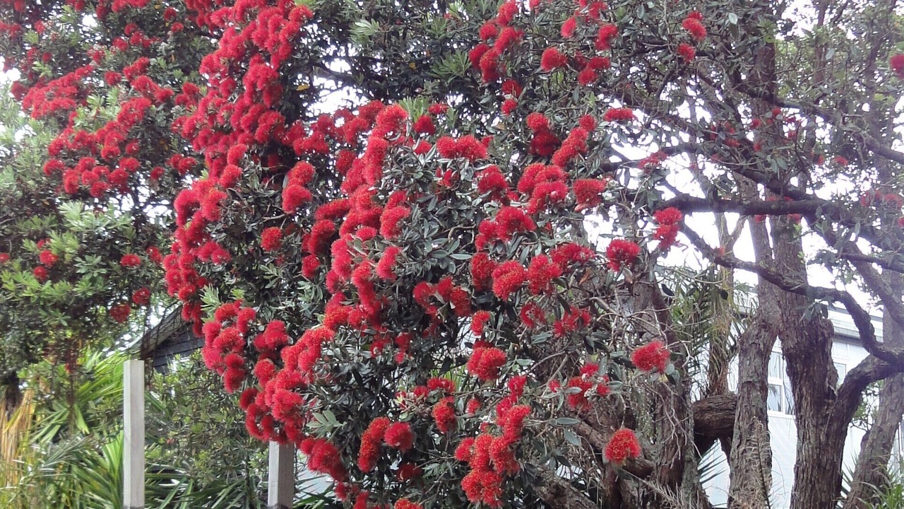Photo of Outdoor in Bucklands Beach
