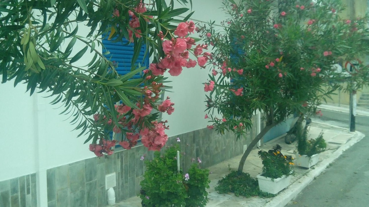 Photo of Outdoor in Methana