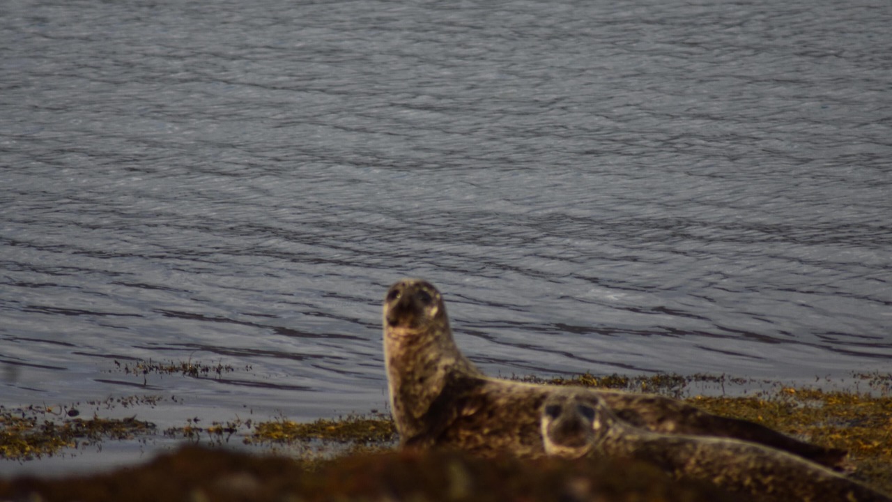 Photo of Others in Eriskay
