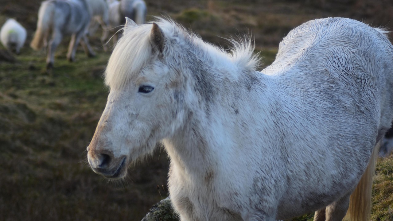Photo of Others in Eriskay